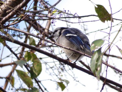 20181015 - Prairie Ridge - Blue Jay 1