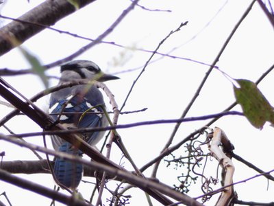 20181015 - Prairie Ridge - Blue Jay 2