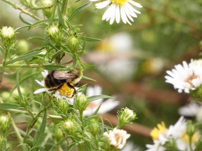 20181015 - Prairie Ridge - Bumblebee 1