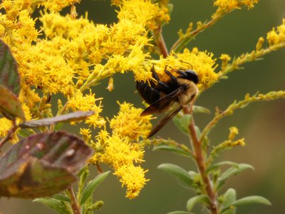 20181015 - Prairie Ridge - Bumblebee 2