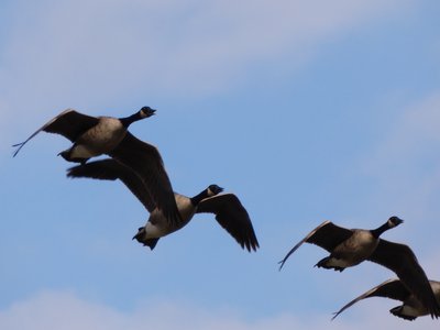 20181015 - Prairie Ridge - Canada Geese 1