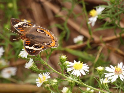 20181015 - Prairie Ridge - Common Buckeye