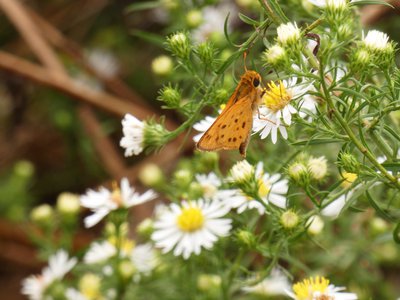 20181015 - Prairie Ridge - Fiery Skipper 1