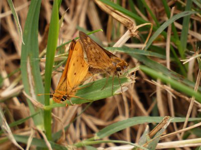 20181015 - Prairie Ridge - Fiery Skipper 2