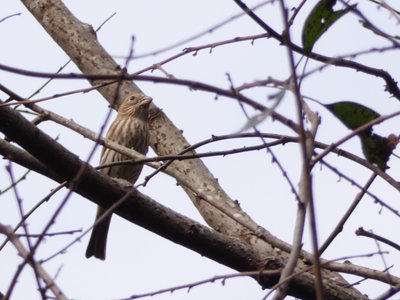 20181015 - Prairie Ridge - House Finch