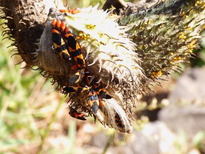 20181015 - Prairie Ridge - Milkweed Bugs and nymphs 1