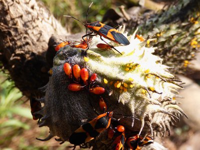 20181015 - Prairie Ridge - Milkweed Bugs and nymphs 2