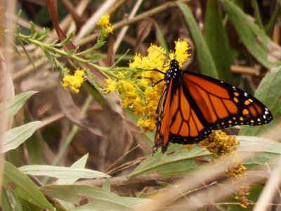 20181015 - Prairie Ridge - Monarch Butterfly