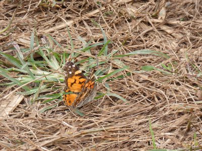 20181015 - Prairie Ridge - Painted Lady