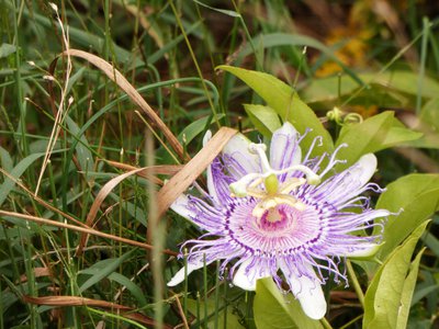 20181015 - Prairie Ridge - Passion Flower