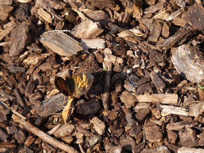 20181015 - Prairie Ridge - Pearl Crescent