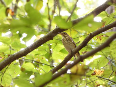 20181023 - Johnston Mill - Blurry Veery or Wood Thrush