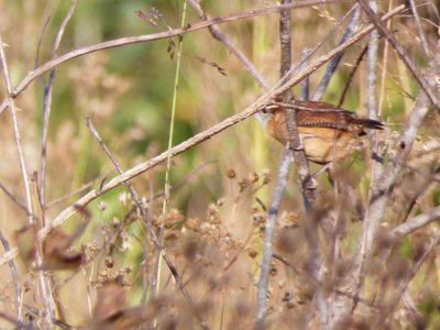 20181023 - Johnston Mill - Carolina Wren