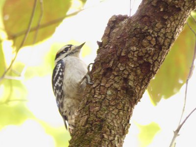 20181023 - Johnston Mill - Downy Woodpecker