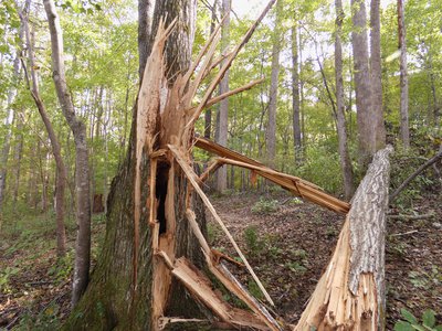 20181023 - Johnston Mill - Fallen Tree