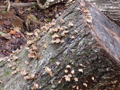 20181023 - Johnston Mill - False Turkey Tail Fungus