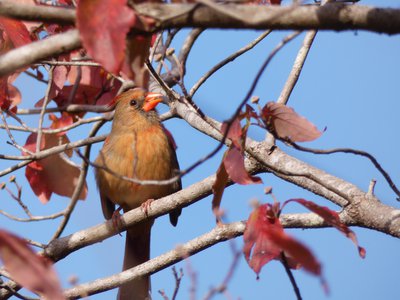 20181023 - Johnston Mill - Female Northern Cardinal