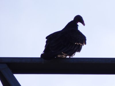 20181023 - Johnston Mill - Turkey Vulture 1