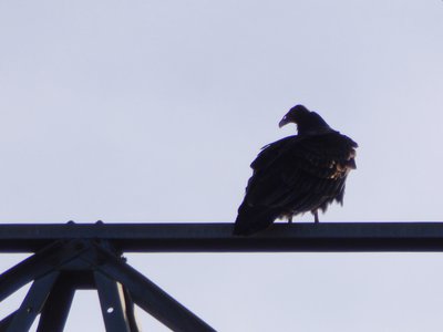 20181023 - Johnston Mill - Turkey Vulture 2