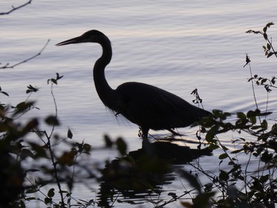 20181110 - Hinshaw Greenway & Lake Crabtree - Great Blue Heron