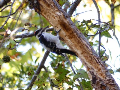 20181110 - Hinshaw Greenway & Lake Crabtree - Hairy Woodpecker