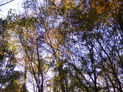 20181110 - Hinshaw Greenway & Lake Crabtree - Leaves 2