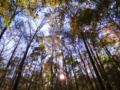 20181110 - Hinshaw Greenway & Lake Crabtree - Leaves 3