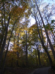 20181110 - Hinshaw Greenway & Lake Crabtree - Leaves 4