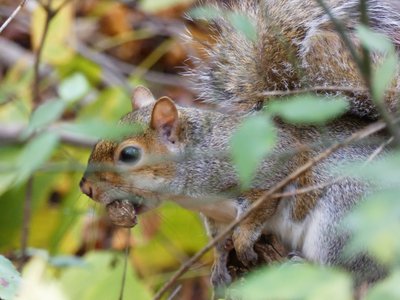 20181110 - Hinshaw Greenway & Lake Crabtree - Squirrel 1