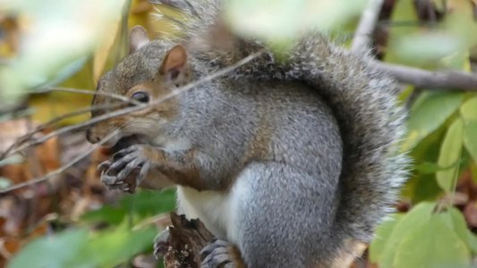 20181110 - Hinshaw Greenway & Lake Crabtree - Squirrel 2