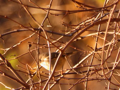 20181110 - Hinshaw Greenway & Lake Crabtree - Veery