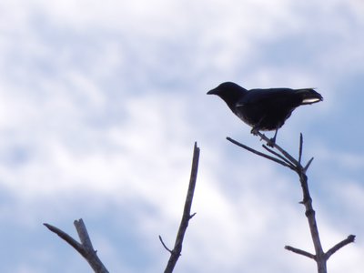 20181111 - Duke Forest Durham - American Crow