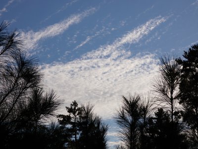 20181111 - Duke Forest Durham - Clouds