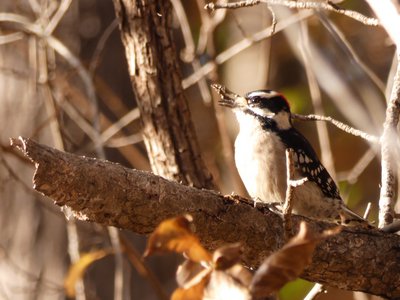 20181111 - Duke Forest Durham - Downy Woodpecker 1