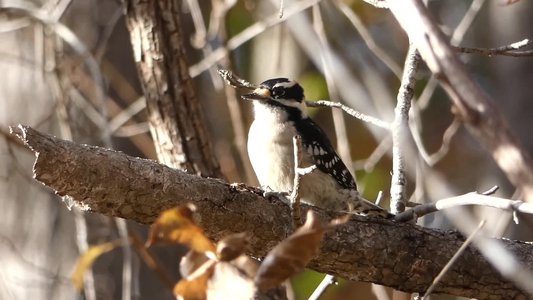 20181111 - Duke Forest Durham - Downy Woodpecker 2