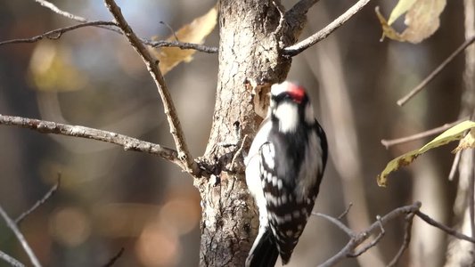 20181111 - Duke Forest Durham - Downy Woodpecker 3