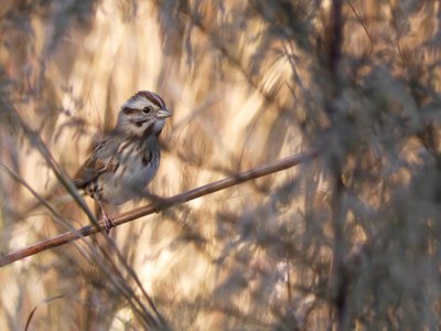 20181111 - Duke Forest Durham - Song Sparrow