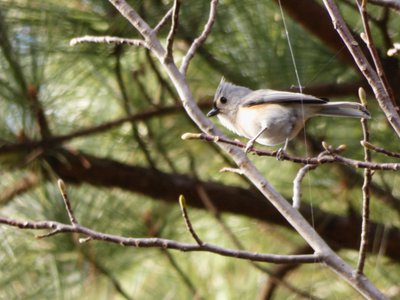 20181111 - Duke Forest Durham - Tufted Titmouse 1