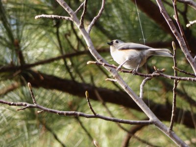 20181111 - Duke Forest Durham - Tufted Titmouse 2