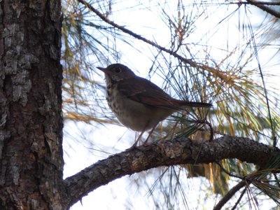 20181111 - Duke Forest Durham - Wood Thrush 2