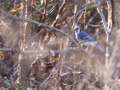 20181127 - Johnson Mill - Blue Jay