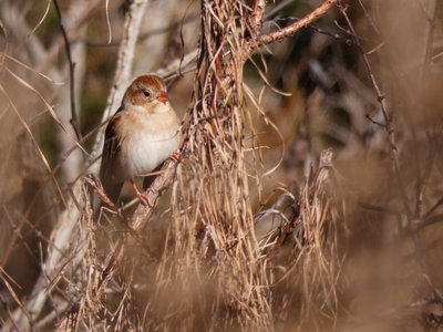 20181127 - Johnson Mill - Field Sparrow 2