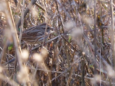 20181127 - Johnson Mill - Song Sparrow