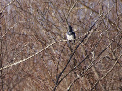 20181204 - Yates Mill - Belted Kingfisher 1