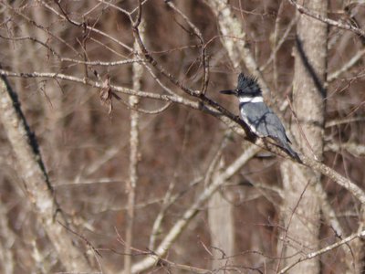 20181204 - Yates Mill - Belted Kingfisher 2