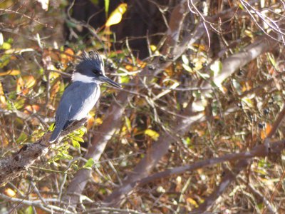 20181204 - Yates Mill - Belted Kingfisher 3