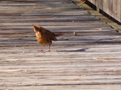 20181204 - Yates Mill - Cardinal 1