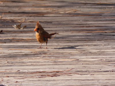 20181204 - Yates Mill - Cardinal 3