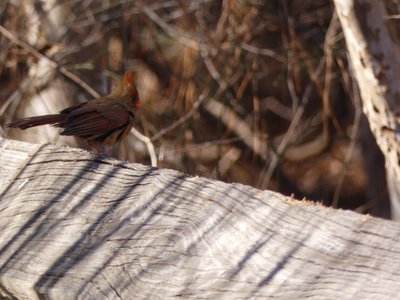 20181204 - Yates Mill - Cardinal 4