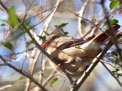 20181204 - Yates Mill - Cardinal 5